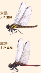 写真：成熟したアキアカネと未成熟のアキアカネ