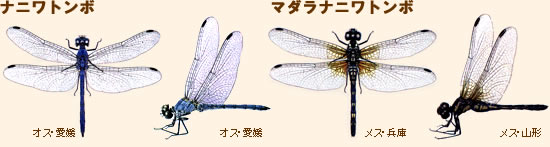 写真：ナニワトンボ・マダラトンボ