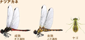 写真：ナツアカネ（成虫・未熟・ヤゴ）