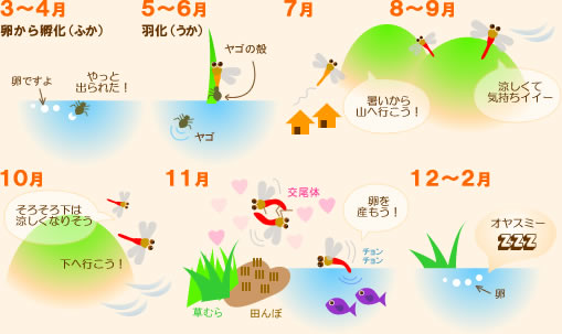 アキアカネの往復運動