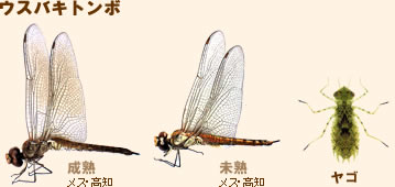 写真：ウスバキトンボ（成虫・未熟・ヤゴ）